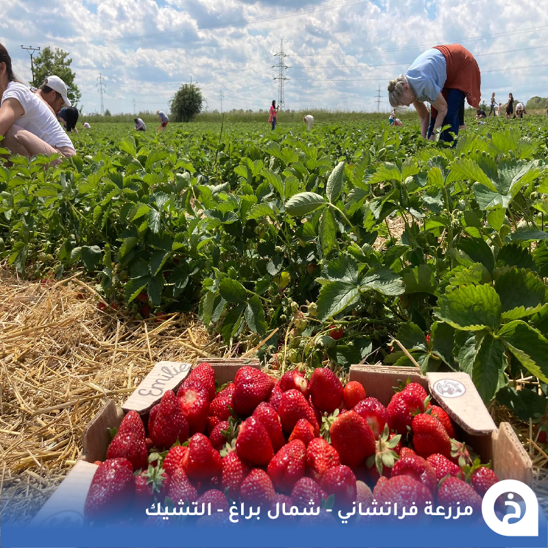 TouristMapsApp's tweet photo. مزرعة فراتشاني #التشيك🇨🇿 

أكبر مزرعة في التشيك تقع شمال #براغ على بُعد "نصف ساعة" مُتخصصين في إنتاج الفراولة وفواكه وخضروات أخرى بجودة عالية وتقديمها في منتجات وأطباق في مقهى المزرعة مع إمكانية القطف الذاتي (في الموسم)🍓🍒🧺🍦🍰☕️🥇😍↓
Farma Vraňany
📍https://t.co/6lhqzJodcw

• مُضاف في خريطة التشيك السياحية.