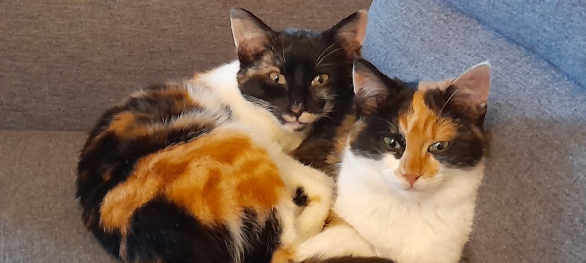 TomCB999 tweet media