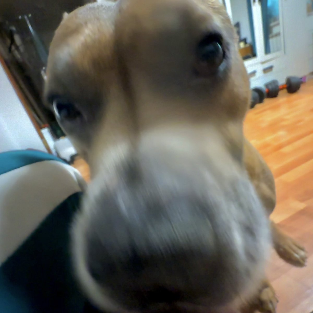 насик пинус, эксперт по всему tweet media