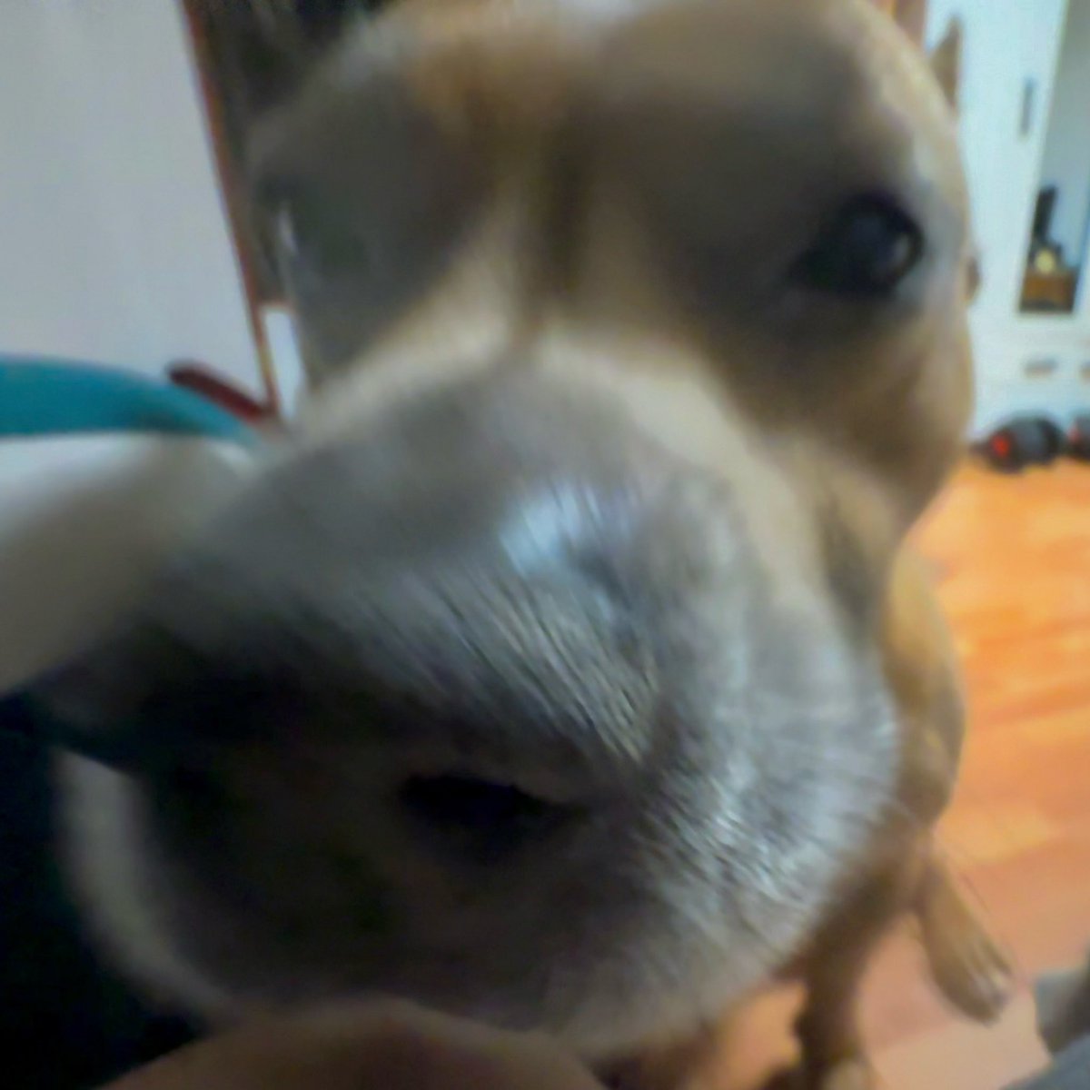 насик пинус, эксперт по всему tweet media