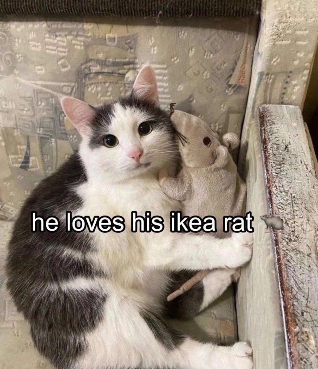 cats with powerful aura tweet media