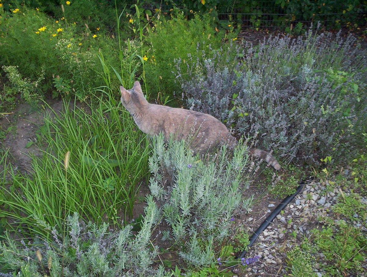 William Glad tweet media