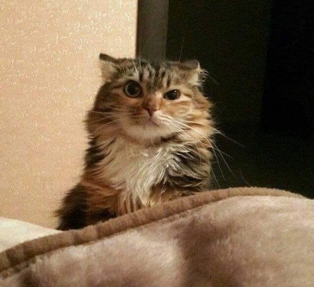 بيبرس tweet media