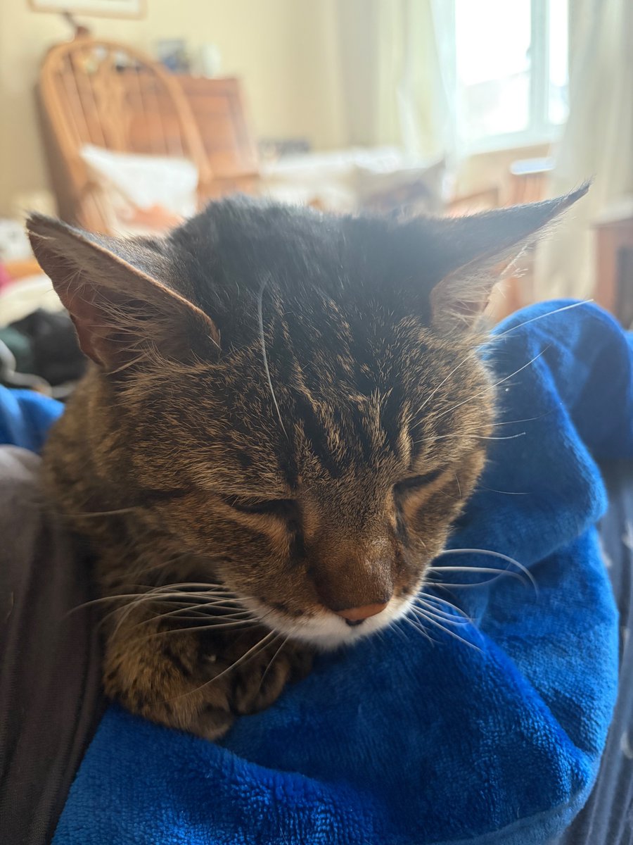 Bencat90866404's tweet image. We've had a quiet day in contrast to the wind outside. I've spent most of it asleep on Mam's lap.
Goodnight friends, sleep well 💤💤
🐾paw-waves🐾 purrs😽 &amp;amp; hugs🤗 for mews all💕
#CatsOnX #BeKindAlways #KindnessMatters❤️