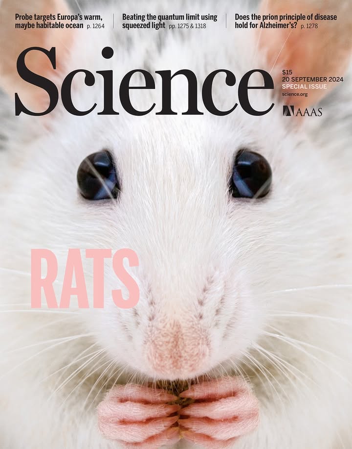 ScienceMagazine's tweet photo. A 2024 special issue of Science explored the complex and close associations rats share with humans—from their ubiquity in the human environment to their crucial role as biomedical models.

🐀 Learn more on #WorldRatDay: https://t.co/fA5UFv0u8r https://t.co/nQGusSuWpc