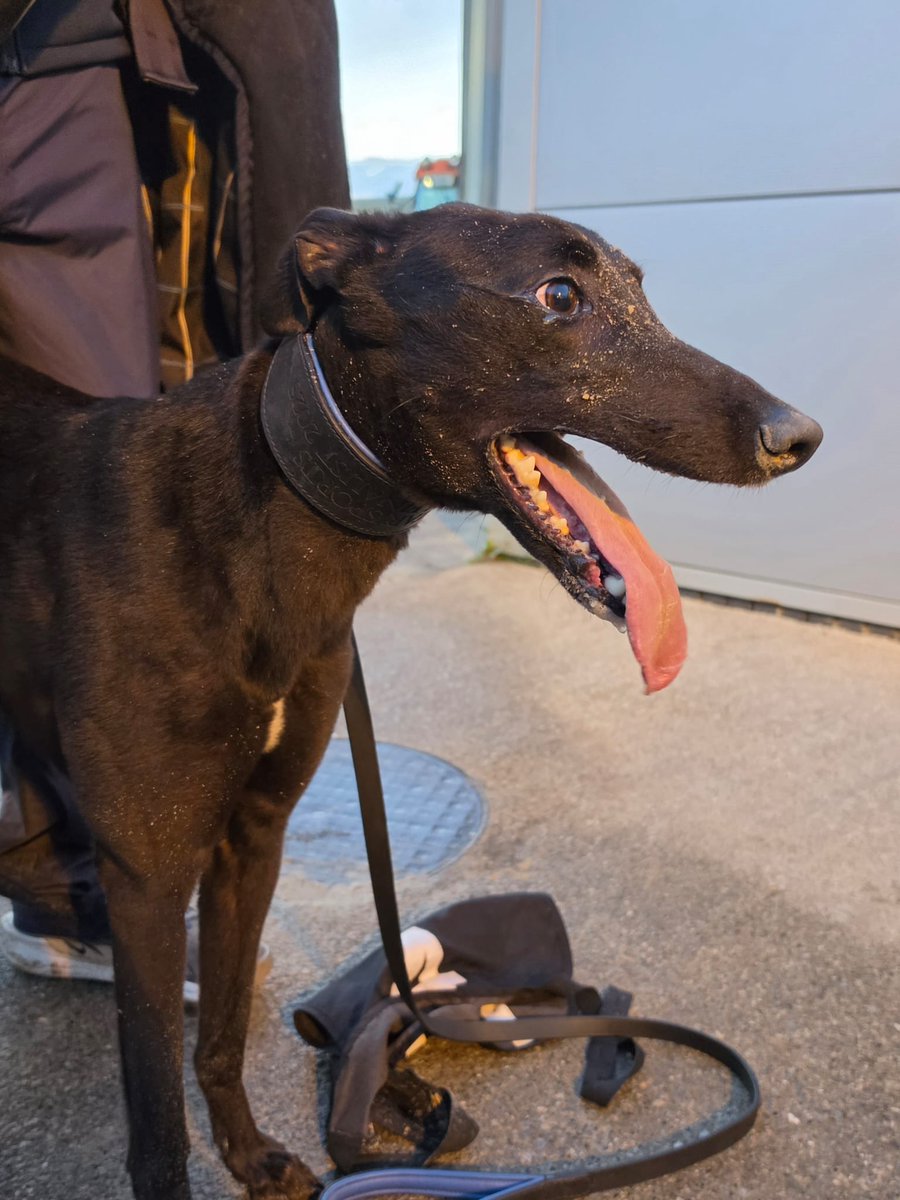 LimkGreyhound's tweet photo. Con &amp; Annie Kirby Memorial
Quarter Final 1

1️⃣ Bockos Gold @gearoidogriofa
2️⃣ Waitingforastar @caherlinegaa
3️⃣ Rapido Ivy @KnockaderryGAA

⏱️ 27.92

#Kirby2026 #GoGreyhoundRacing #ThisRunsDeep https://t.co/F0yHWshVBe