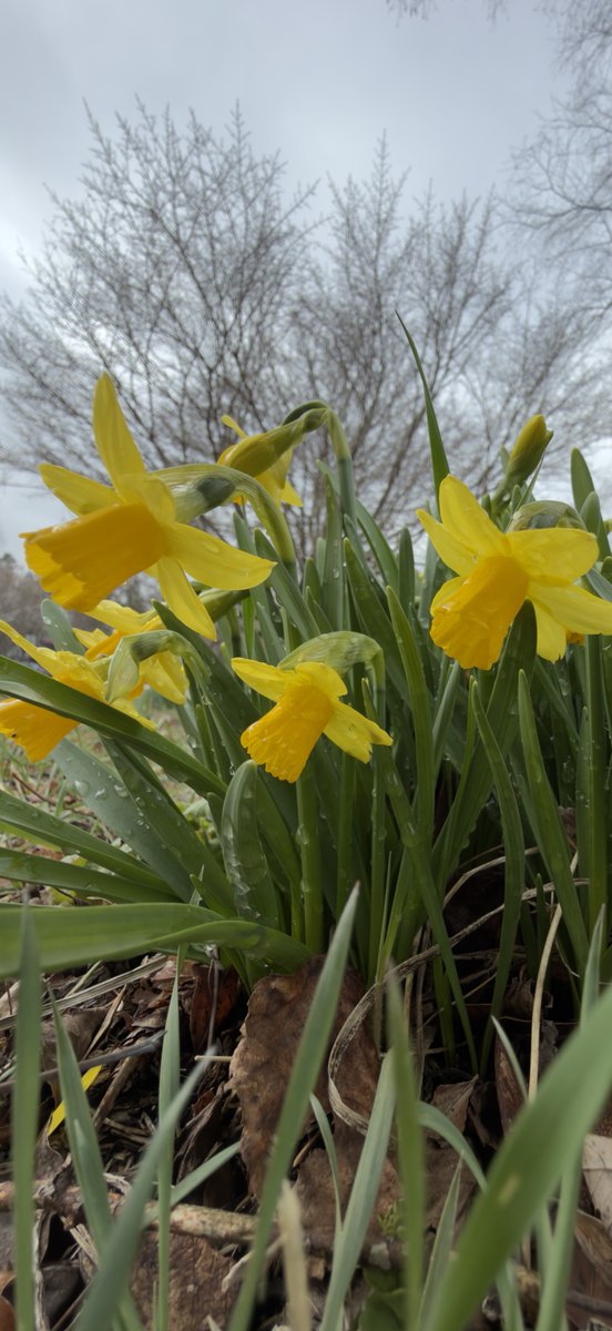 TimHundley4All's tweet image. Daffodils. Get outside. Ground yourself. #VitaminD🏃‍♂️✌️🤟🏼🙏🏼🌞