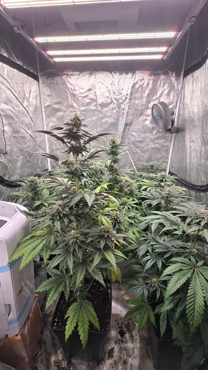 GreenAutoConsumo tweet media