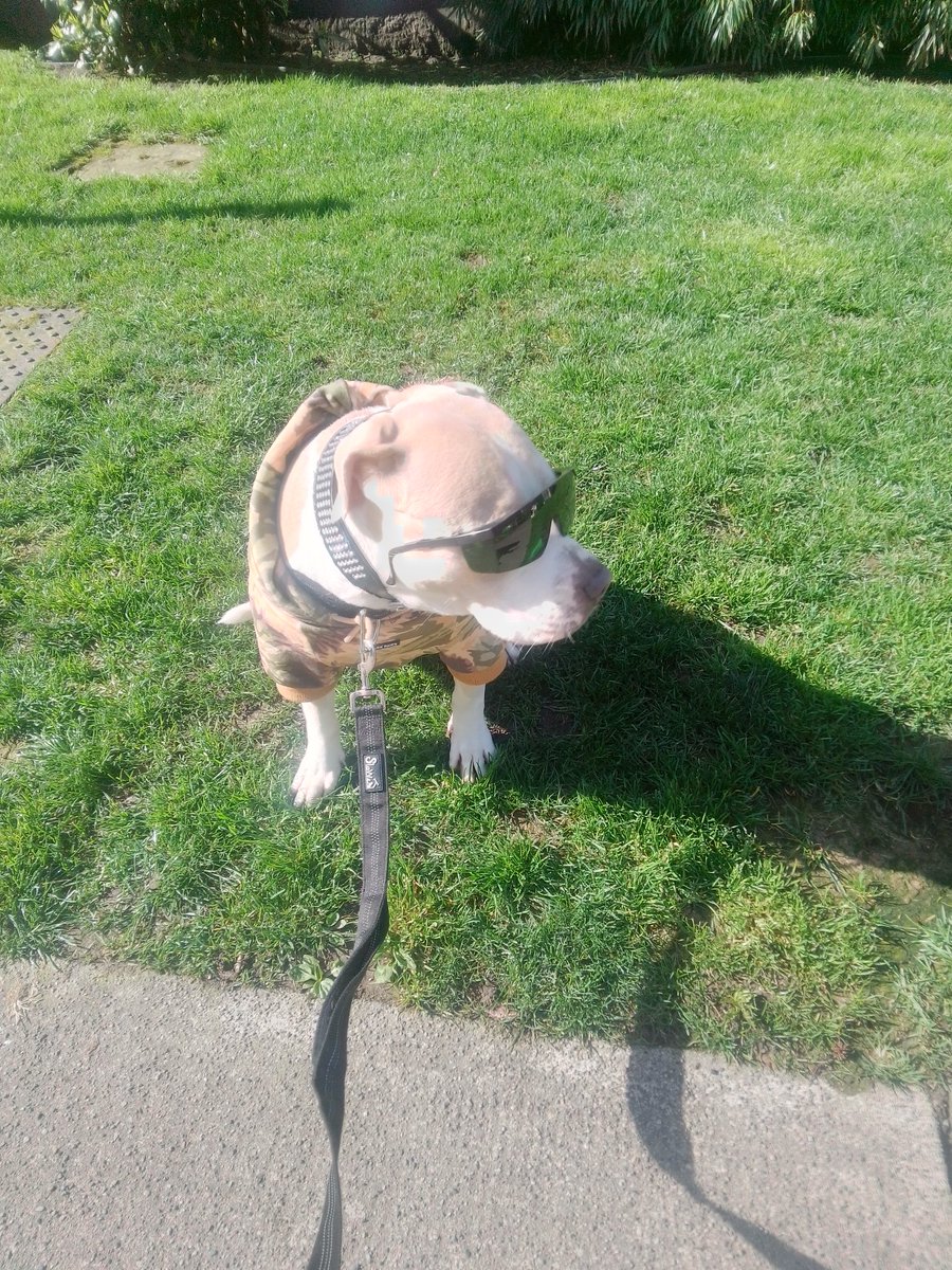 LebrockTony's tweet photo. Sat🌅🐾Joey's PittiePosing!🫰
#cooldog #dogsinsunglasses  
#dogking #pittrageous #petsx  #pitipiti  #dogpose #staffielife #pittiesareawesome #petvibe  
#staffiesaturday #redpitt https://t.co/NyMmb76vip