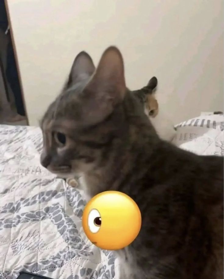 cacaaaa 🐈‍⬛ tweet media