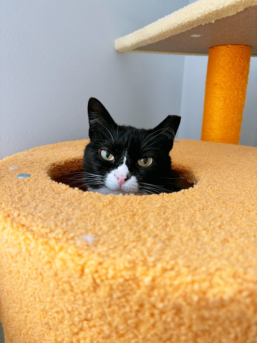 KiwiCat 🥝🐱 LIVE 8PM EST - FFXIV tweet media