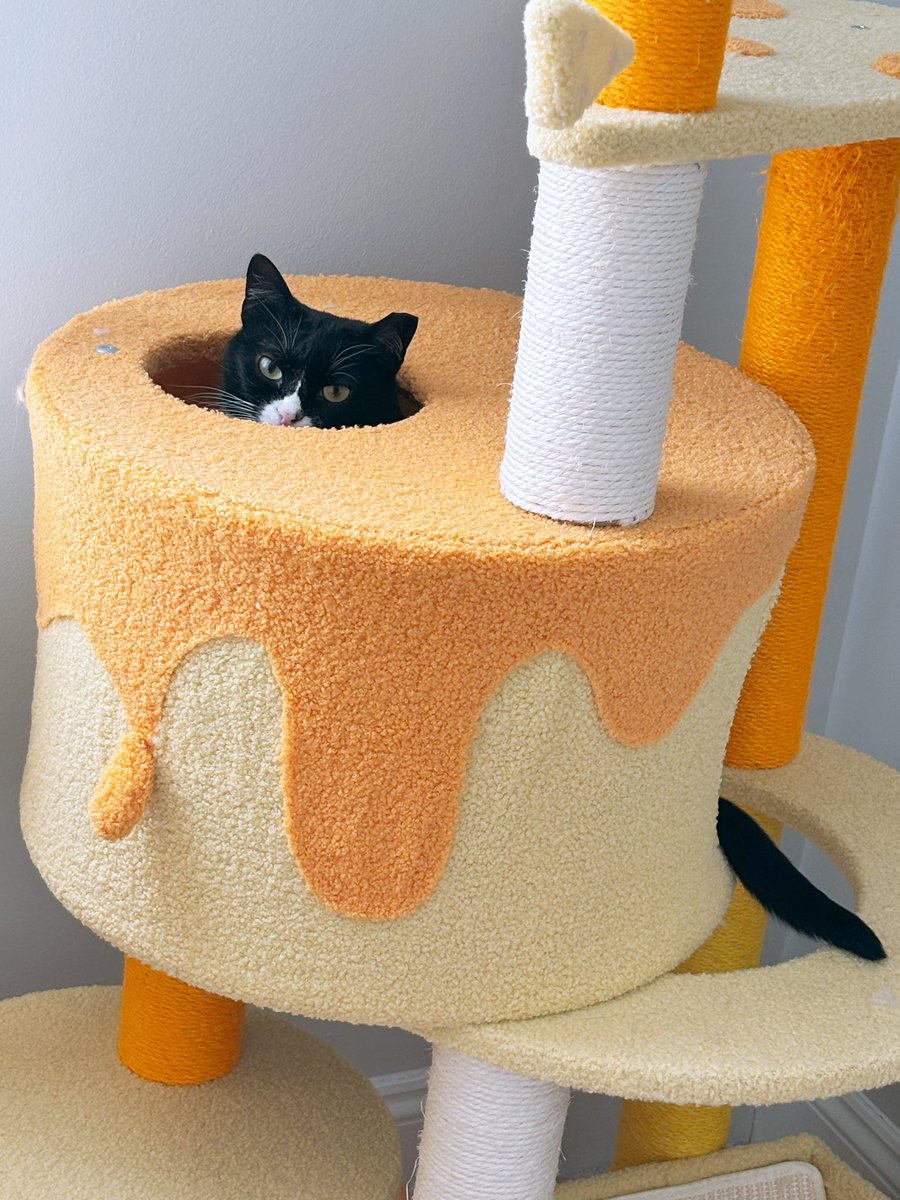 KiwiCat 🥝🐱 LIVE 8PM EST - FFXIV tweet media