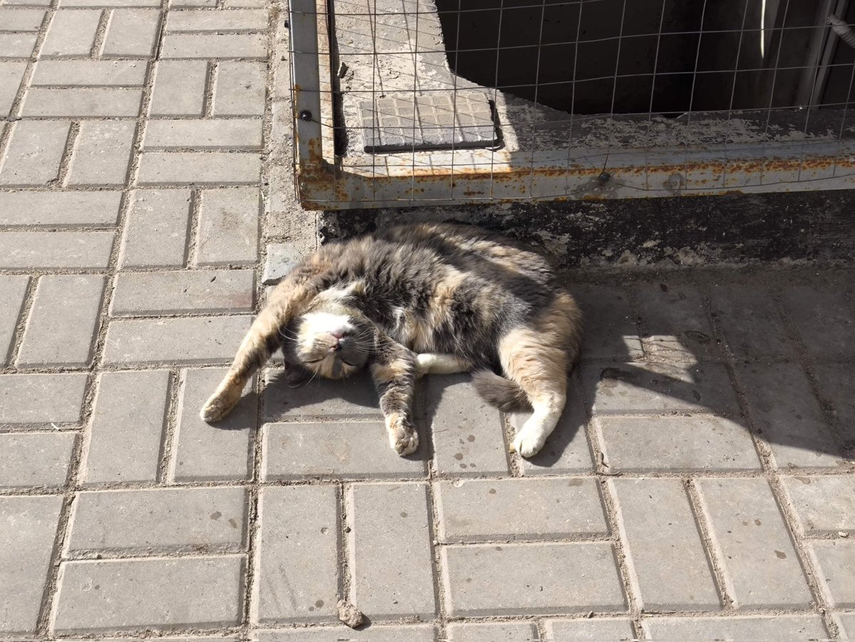 Солнышко лучистое улыбнулось весело...