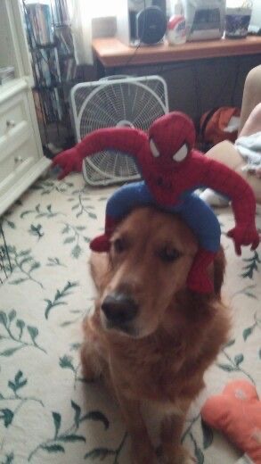 Spider-Man Vibe 🕷️ tweet media