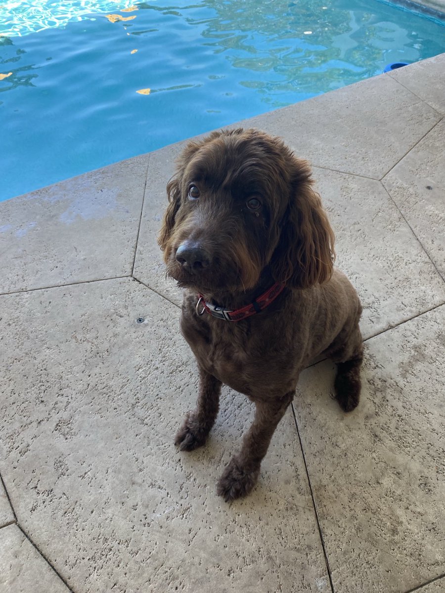 RacingToDisney's tweet photo. Spent some time with one of my favorite clients, Wally. He got a haircut this week. We played fetch and he received bacon treats. #KeysLife #BigPineKey ๐พ https://t.co/NoUIZv2zmy