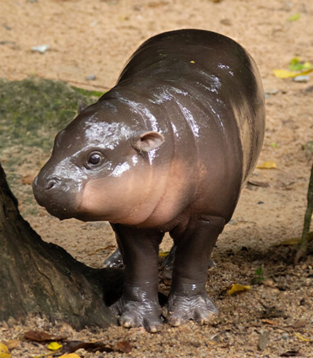 Stalkchain tweet media