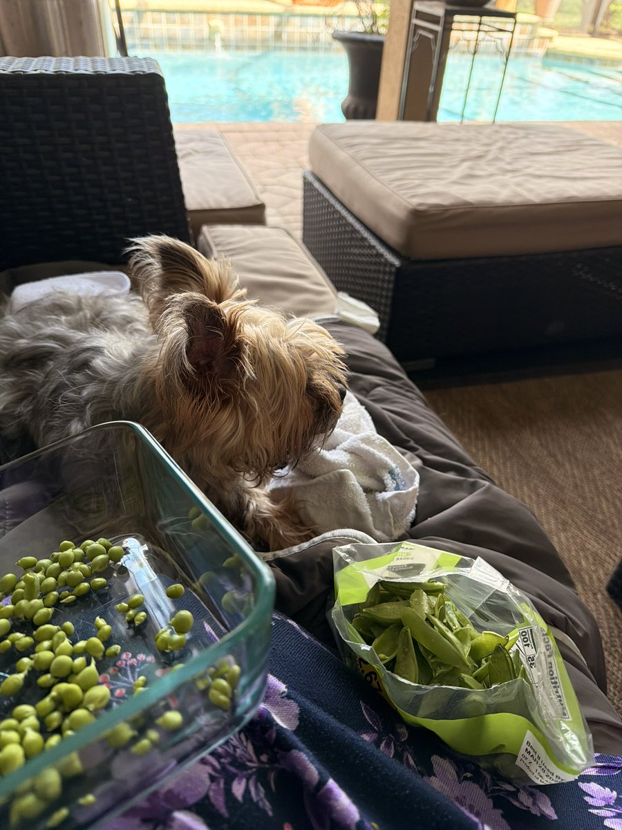 dragonfly_jenna's tweet photo. Tootie resting on her ice pack, shelling peas and listening to 90s country on a beautiful Saturday. Can honestly say its perfect https://t.co/SQKfTIimIZ