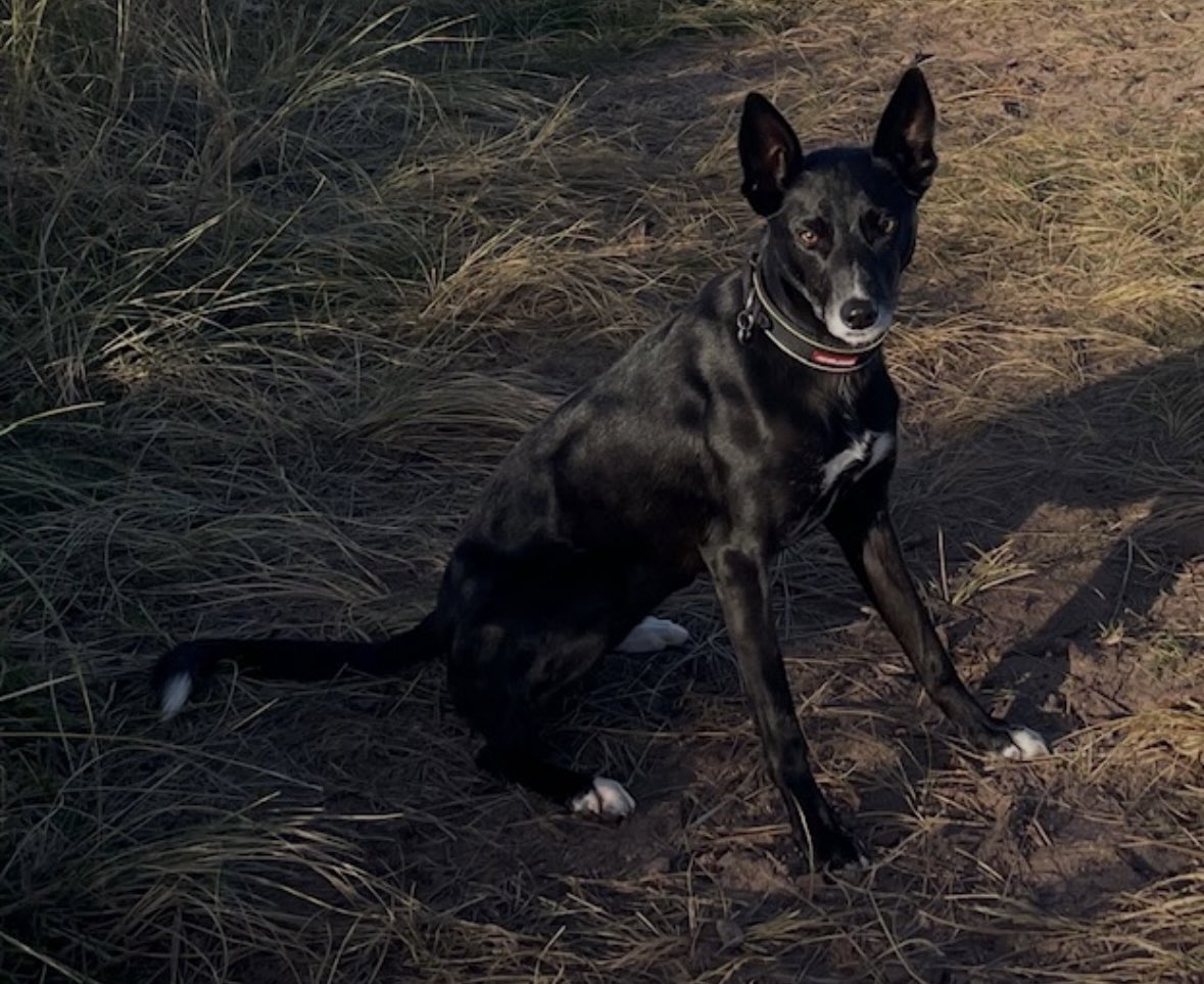 Help2Rehome Scotland tweet media