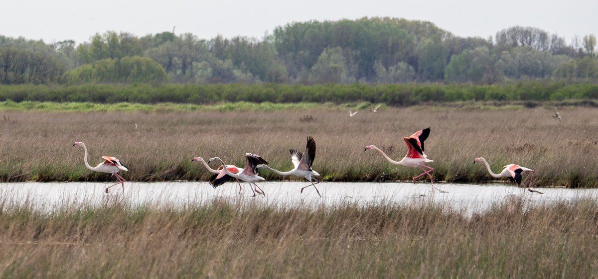 HartselFindBird's tweet photo. Greater Flamingo Take Flight - Frame by Frame. Notice how the gray flamingo started it.   #Venice #Birds #BirdsOfVenice #Flamingo https://t.co/dmn89z3kDu