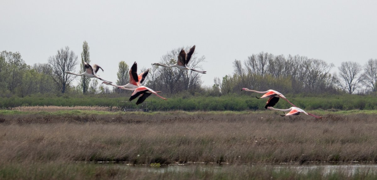 HartselFindBird's tweet photo. Greater Flamingo Take Flight - Frame by Frame. Notice how the gray flamingo started it.   #Venice #Birds #BirdsOfVenice #Flamingo https://t.co/dmn89z3kDu