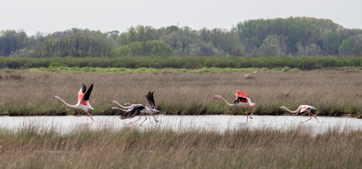 HartselFindBird's tweet photo. Greater Flamingo Take Flight - Frame by Frame. Notice how the gray flamingo started it.   #Venice #Birds #BirdsOfVenice #Flamingo https://t.co/dmn89z3kDu