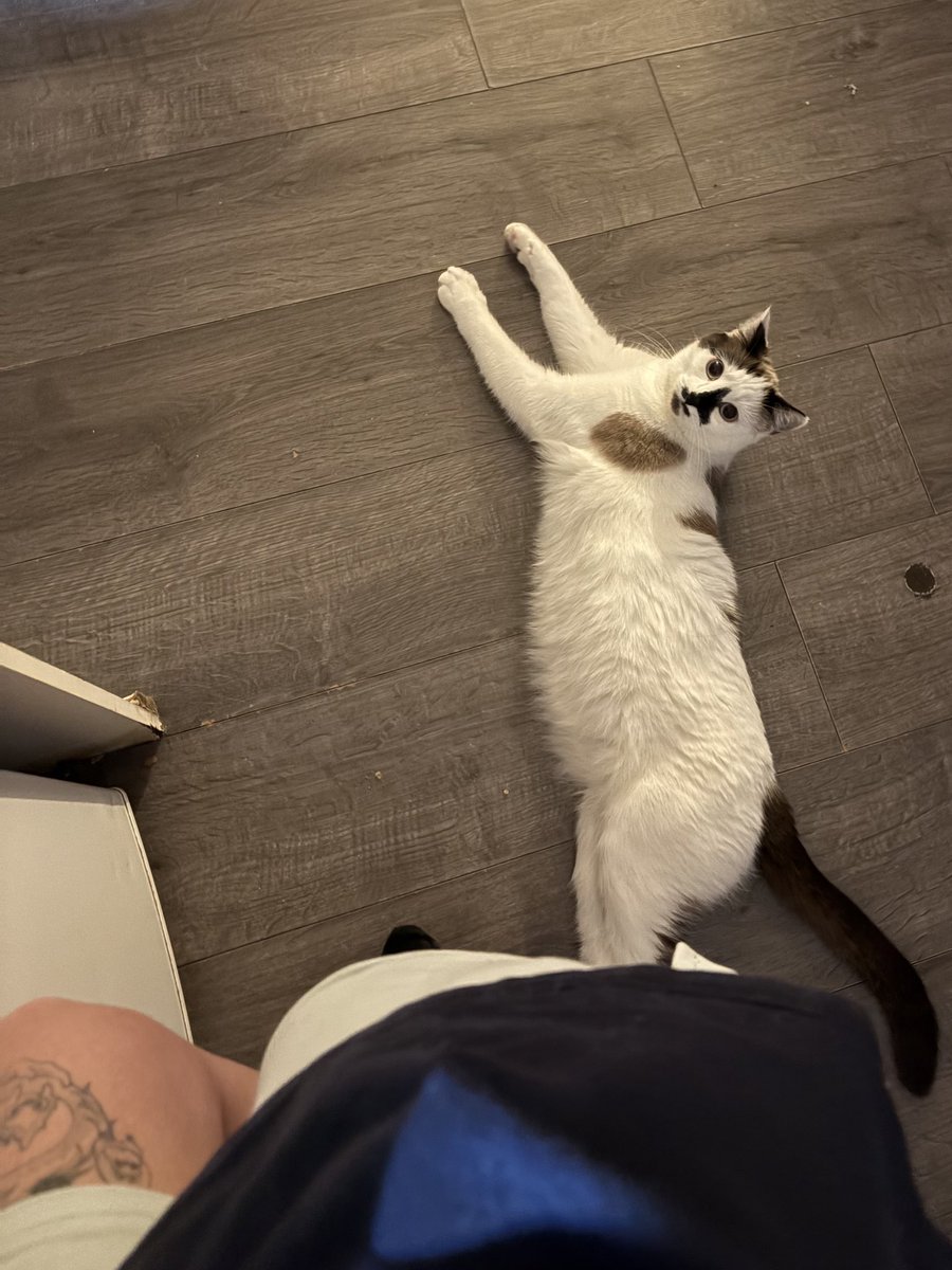 moïra ❀ tweet media