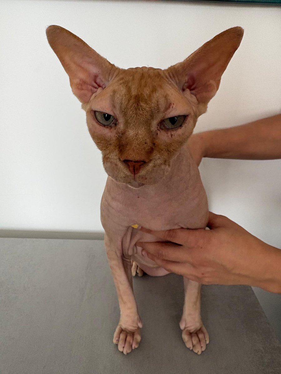 axlamadrid.org tweet media