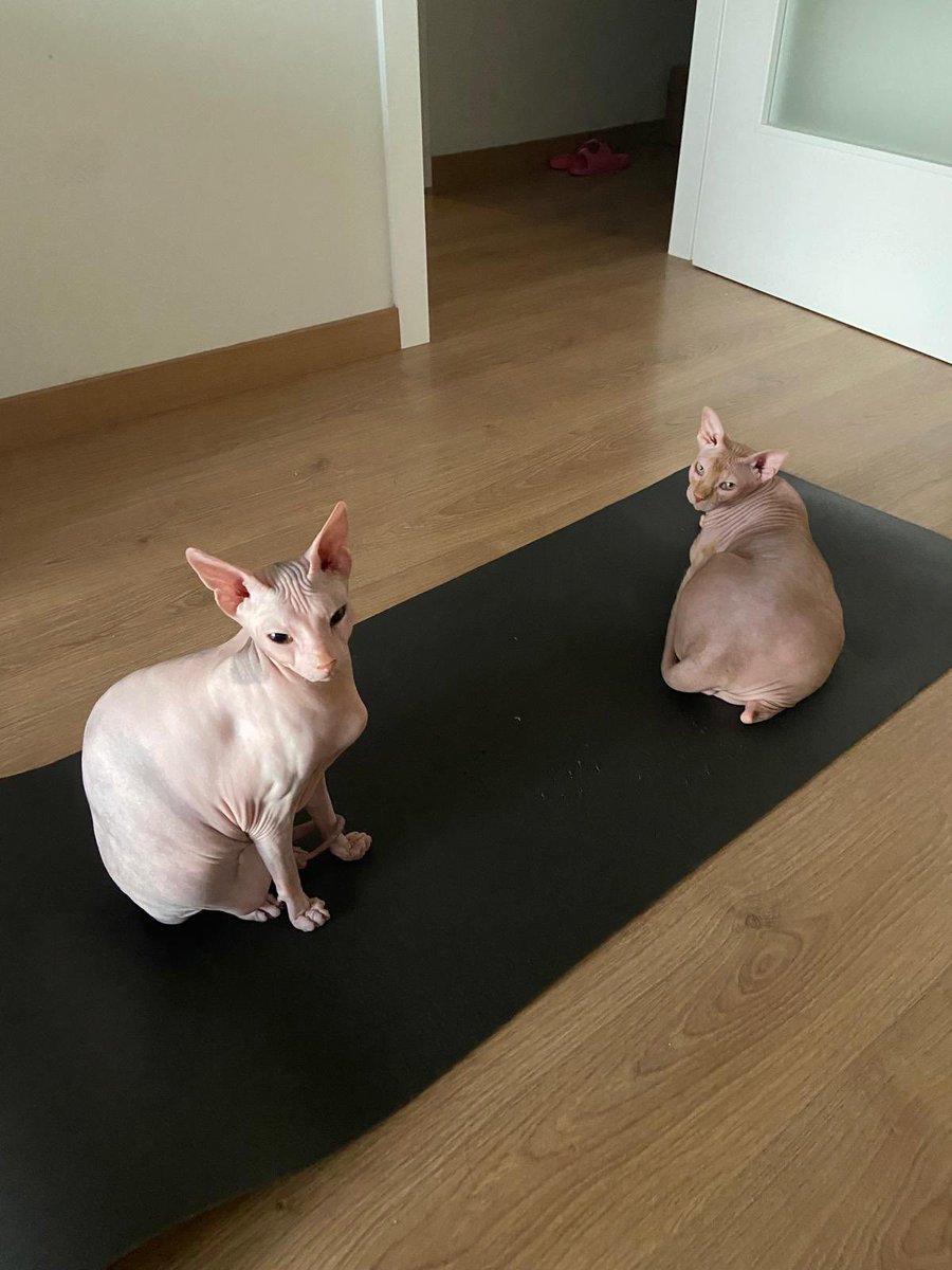 axlamadrid.org tweet media