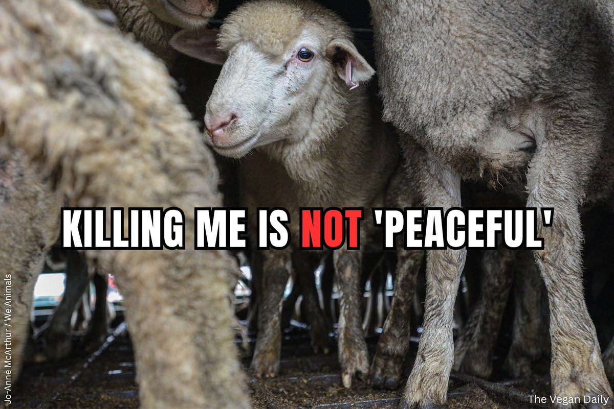 The Vegan Daily tweet media