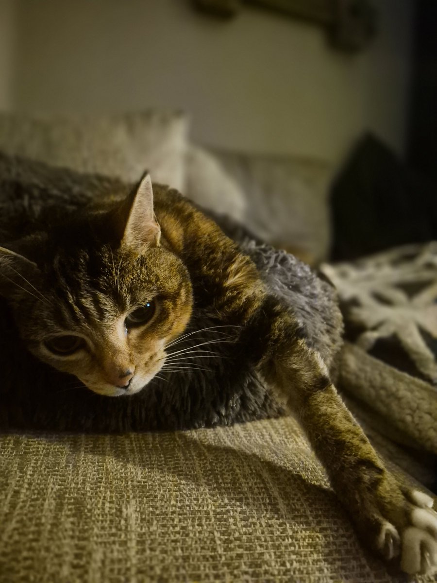 morg85's tweet photo. Pets bring so much joy but will also break your heart into a million pieces. 13 years of Vegas Cat ❤️ https://t.co/Pt7bniMXwD