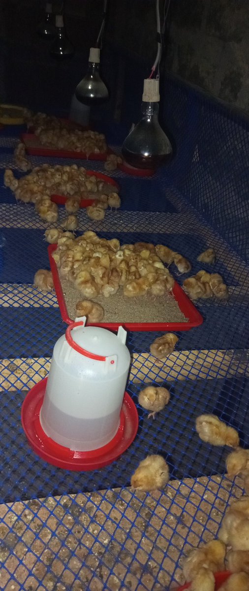 brian_njenga_5's tweet photo. @KenyaPower_Care No power since afternoon, Nakuru Salgaa, San Marco Settlement. Meter: 14420401326. 600+ day-old chicks dying with no heat. This is absolutely disgusting! how incompetent can you be? Restore power NOW before we count our losses. #KenyaPower #Nakuru https://t.co/ebGZ1Y0Q7g