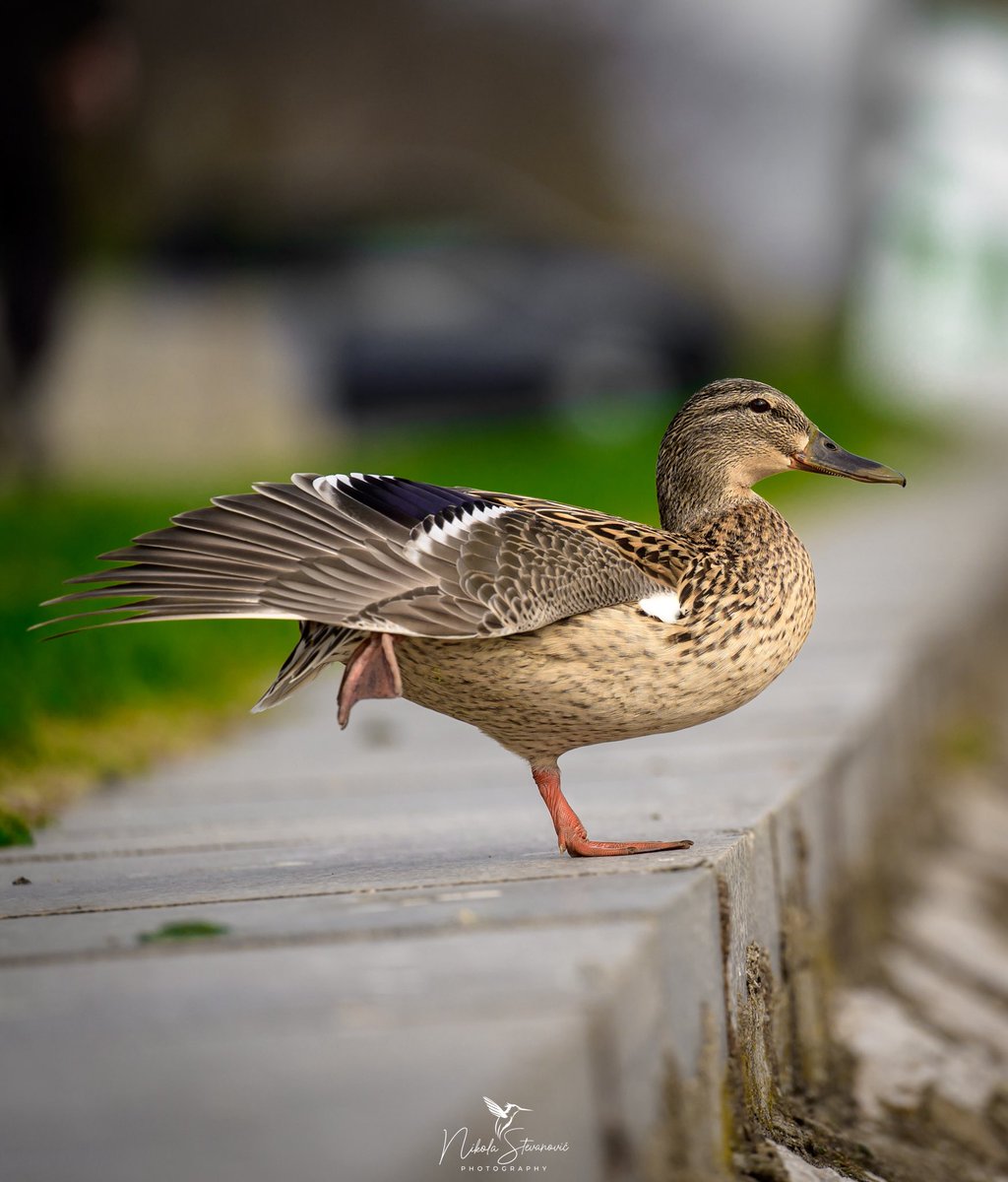 Pre ulaska u Nišavu valja se dobro istegnuti.