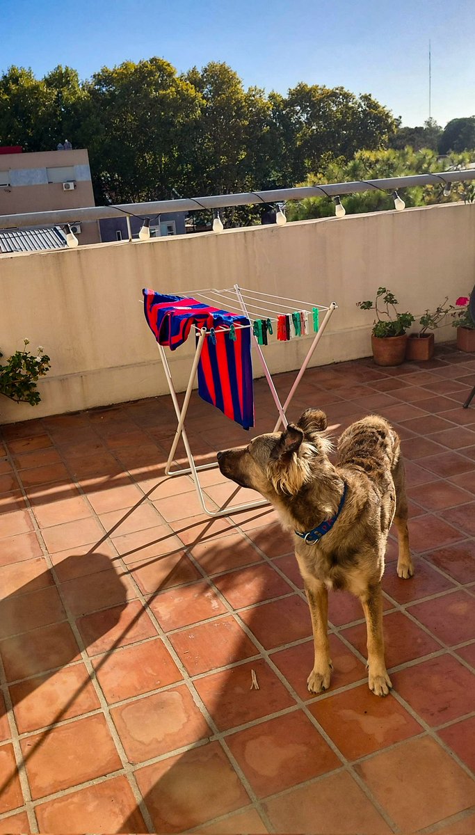 La 10 de Silas tweet media