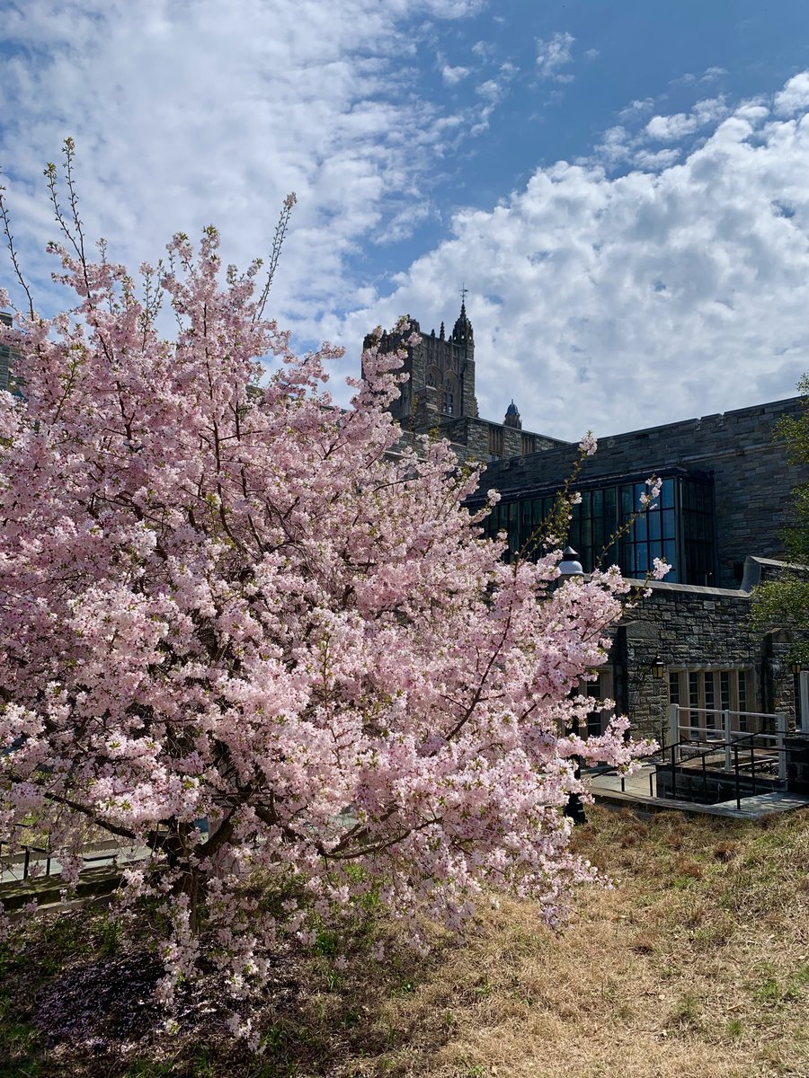 hyperbasia's tweet photo. uzun bi kışın ardından nihayet eriştik bahara https://t.co/fHIHU0Sf3F