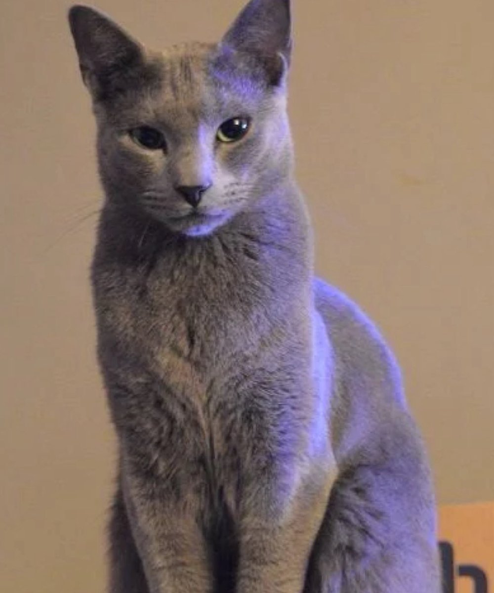 professional cat-ifyer of the HR cast tweet media