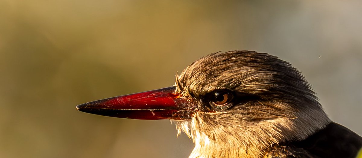 geraintisitt's tweet photo. Brown hooded kingfisher for @loveellisSwiss https://t.co/XkkZ5ufZ3t