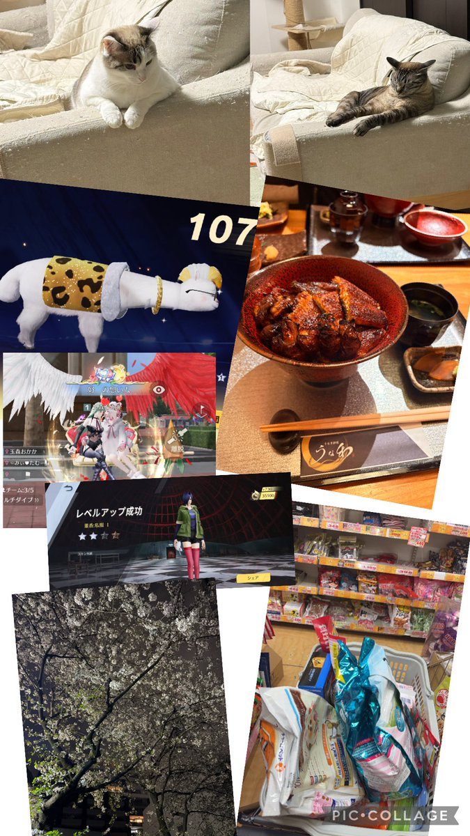💖

うな和〜✨️肝入り美味ぃ🤤
近いから結局ここになる

うちのマンションから見える 桜🌸近くで撮ってきた🌸

とうかちゃん…金チケ足らんから1しか上げれん🫩金チケ多くね？
アルパカ銃は2種get🦙かわえぇ

ドンキ行ったら結局猫の物ばっか🐱
ソファー使いこなすの上手い🫶笑

休み満喫しよ〜🌸💖