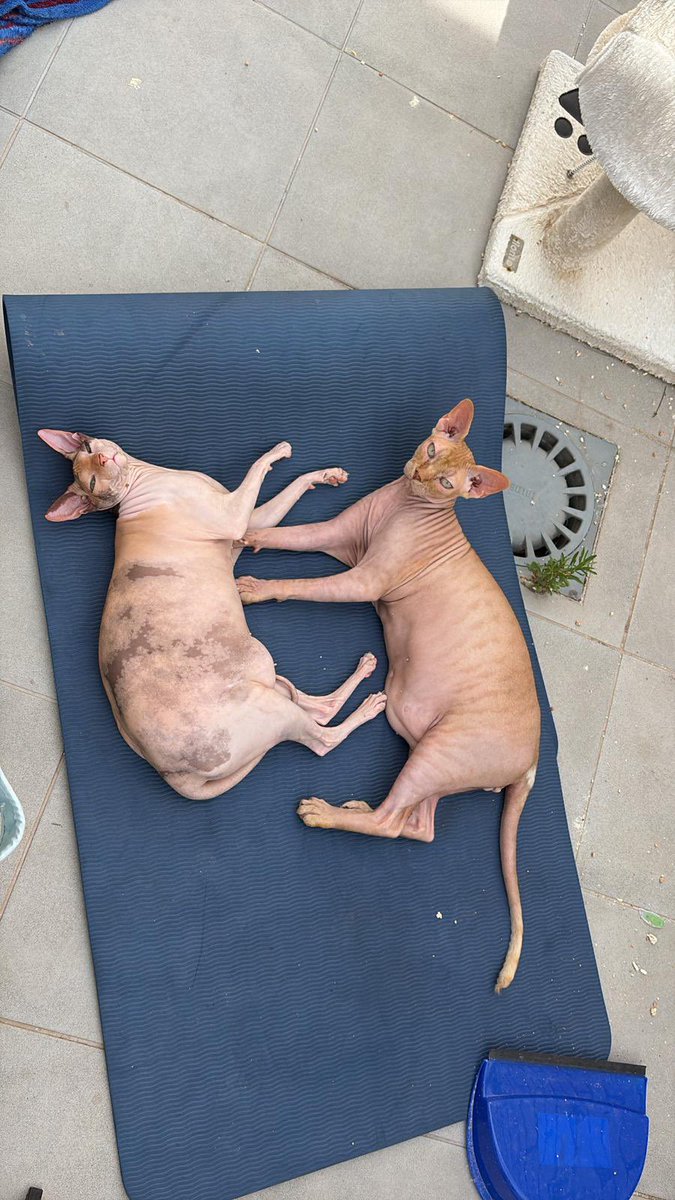 axlamadrid.org tweet media