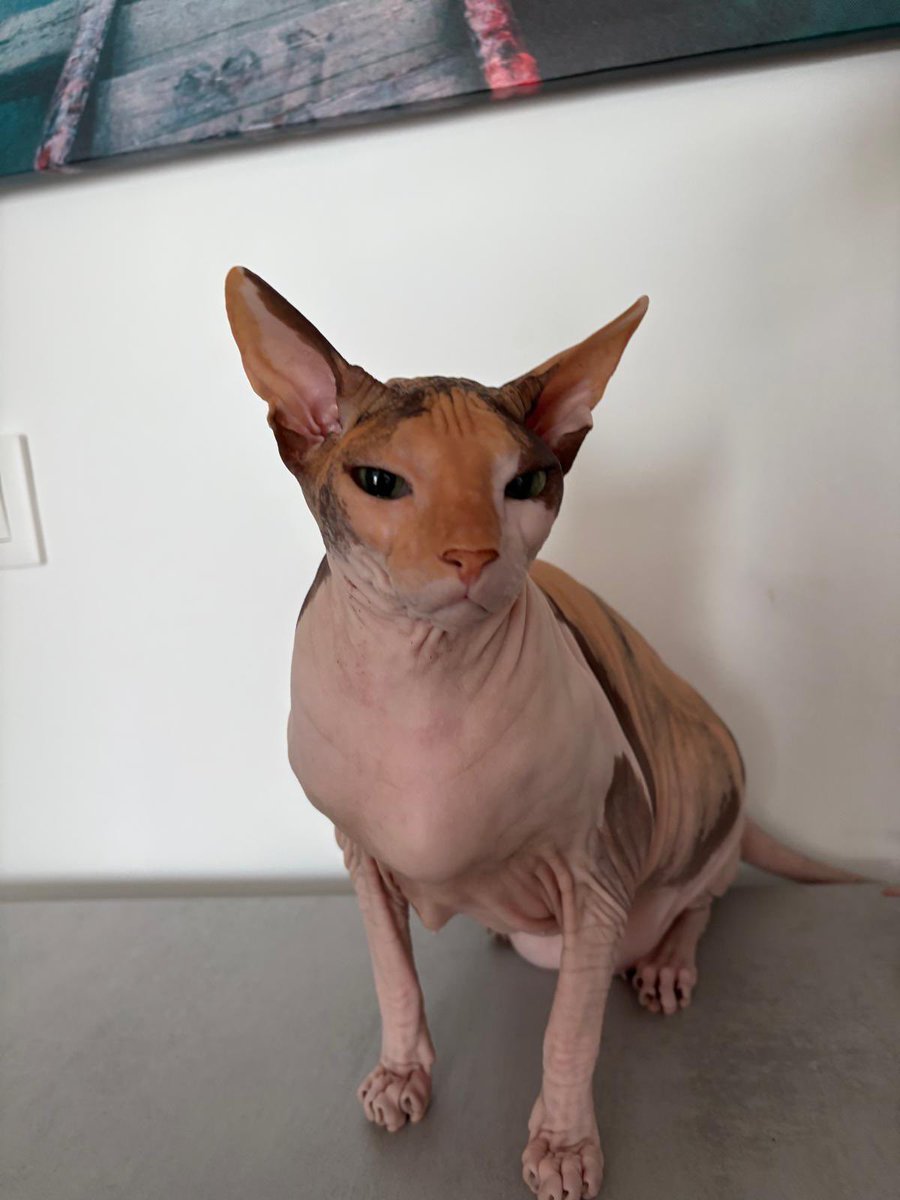 axlamadrid.org tweet media