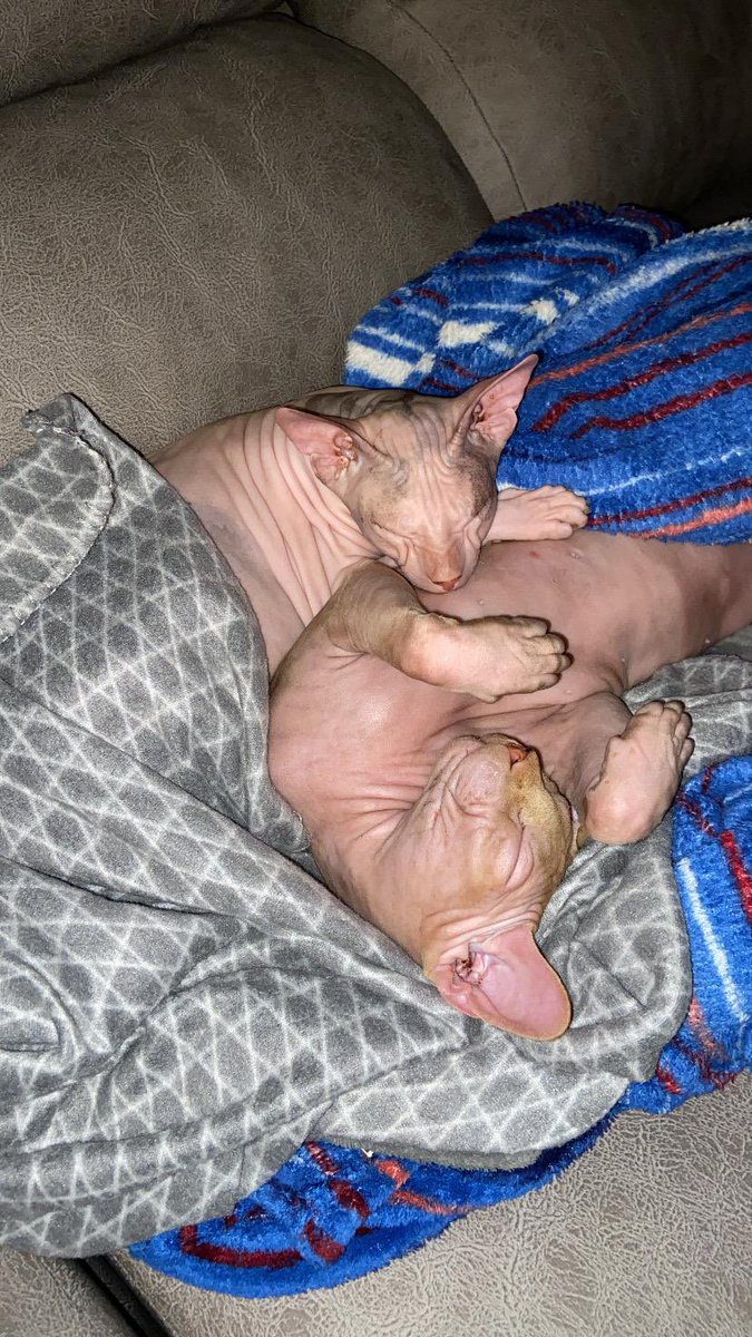 axlamadrid.org tweet media