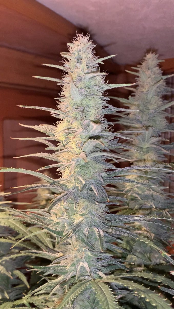 Skunk City Genetics tweet media