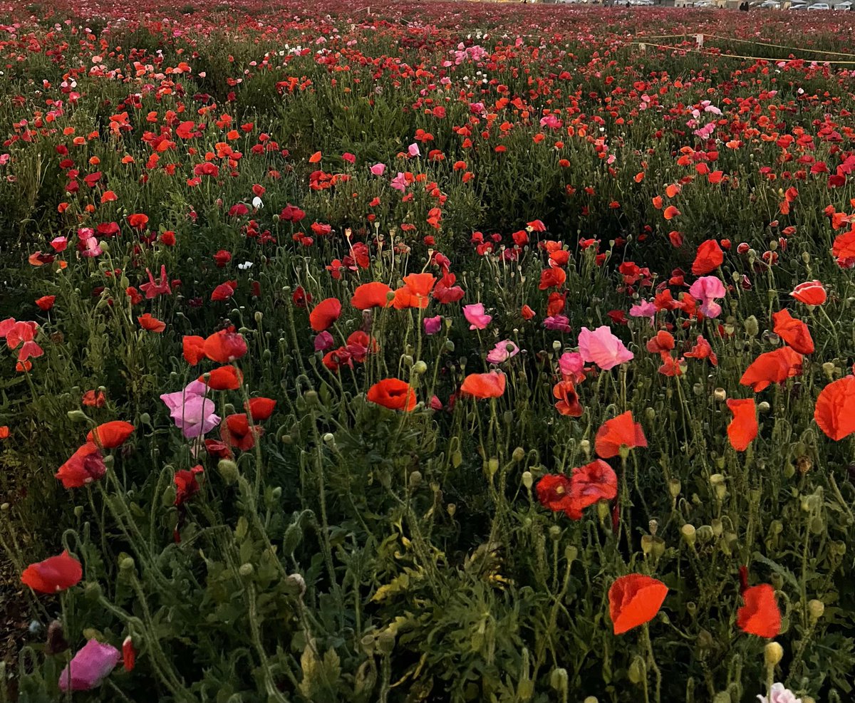 salmaaljal's tweet photo. حائل
🌱🌸☀️🌹🌼⛰️ https://t.co/lv7q4ixR3o