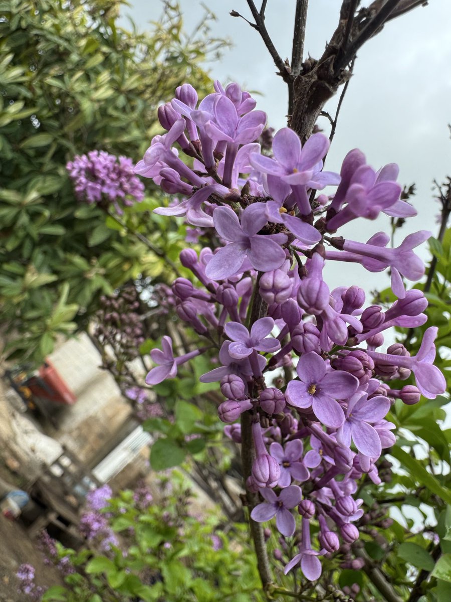 msolhan48's tweet photo. Yük çiçek🌸
Yol bahar olsun 🦋 https://t.co/ZPZ8tIta9R