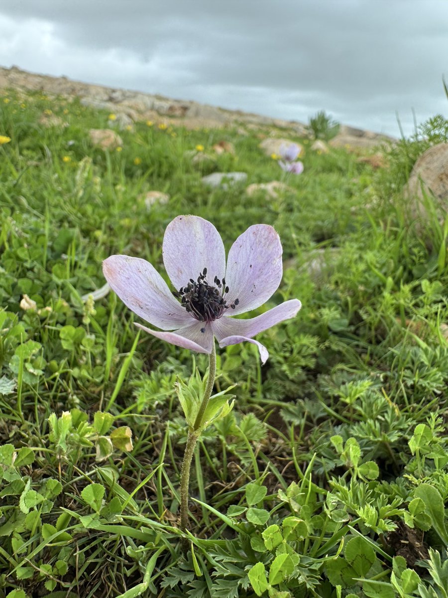 msolhan48's tweet photo. Yük çiçek🌸
Yol bahar olsun 🦋 https://t.co/ZPZ8tIta9R