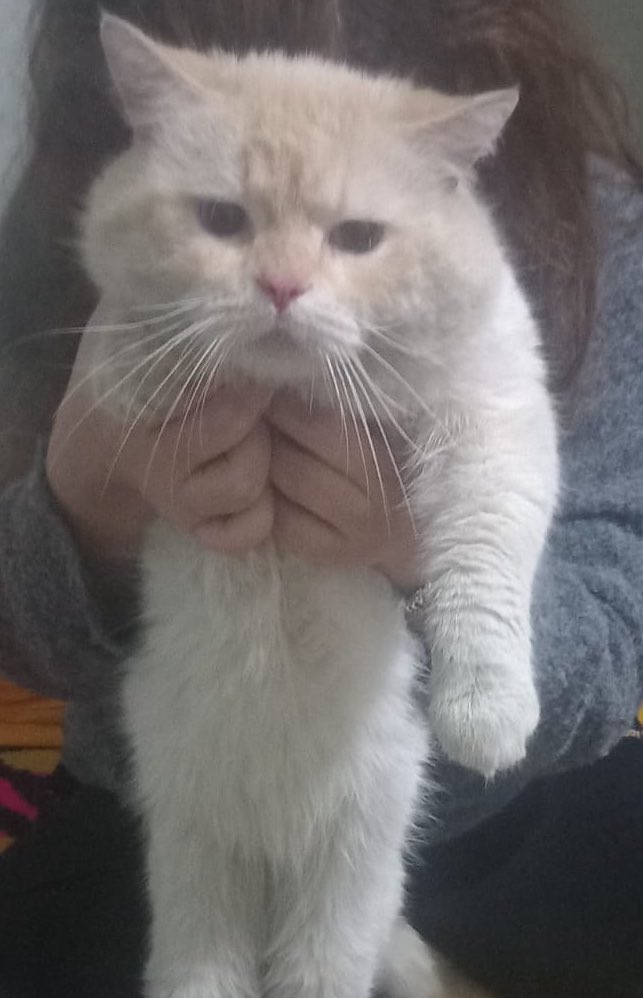 hülülişko tweet media