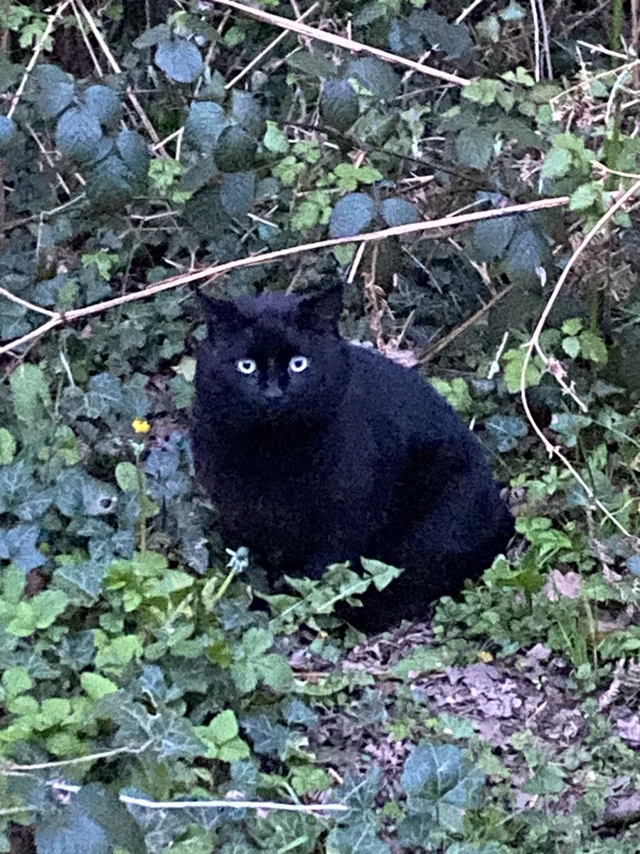 Devin 🐈⬛ tweet media