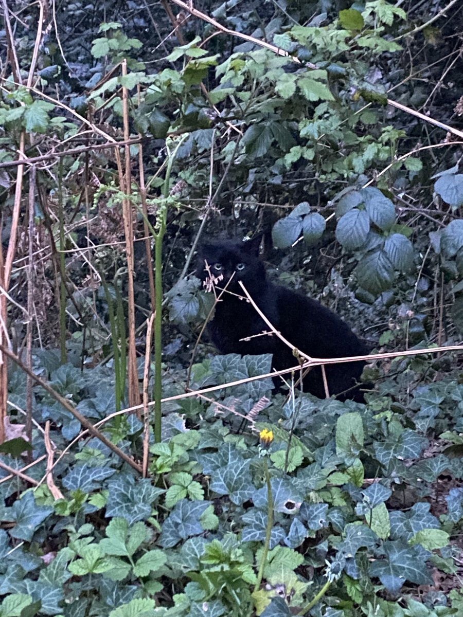 Devin 🐈⬛ tweet media