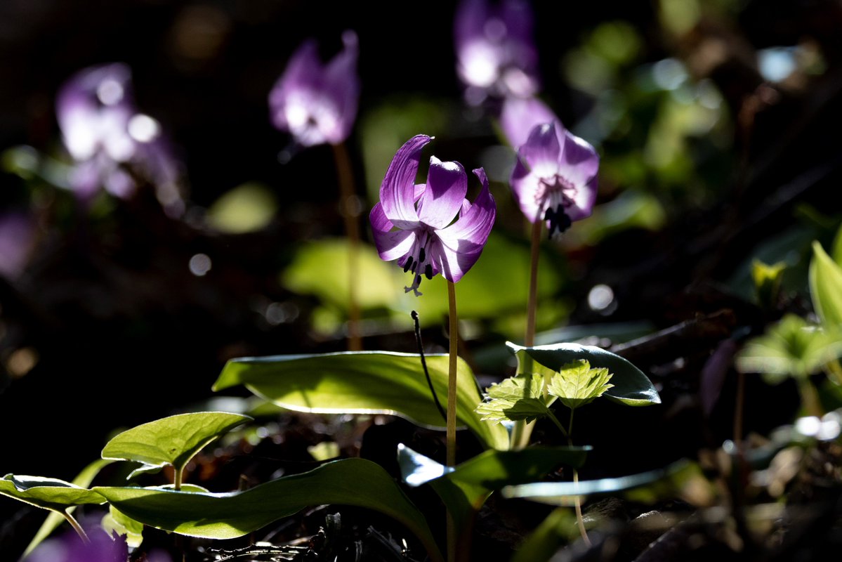 あるたるふ tweet media