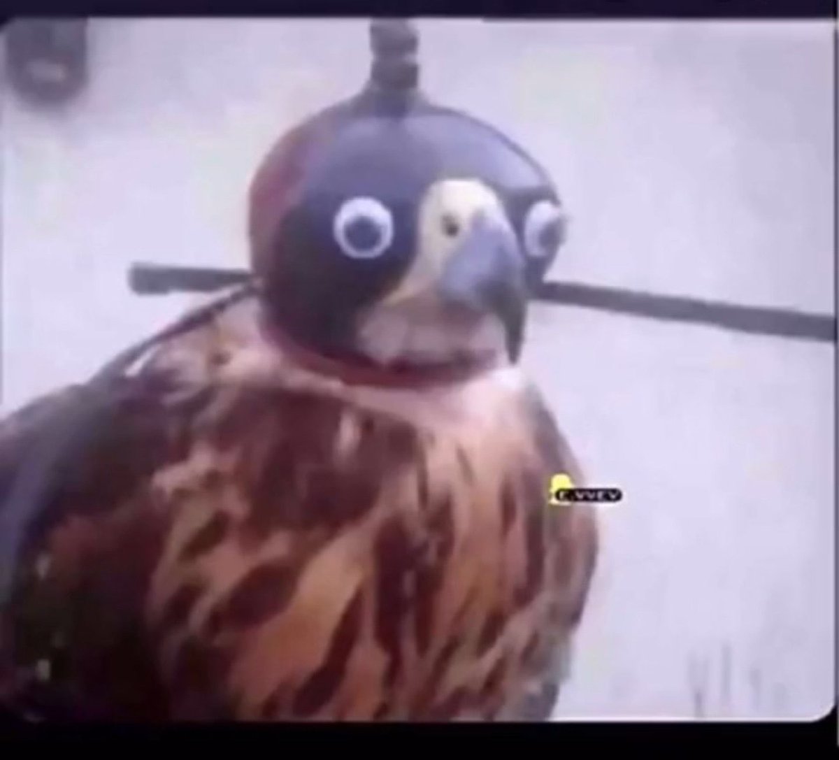 كريسبور tweet media