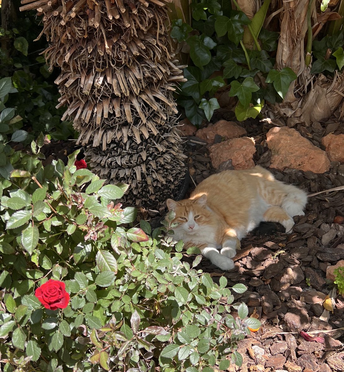 Feliz Catus tweet media